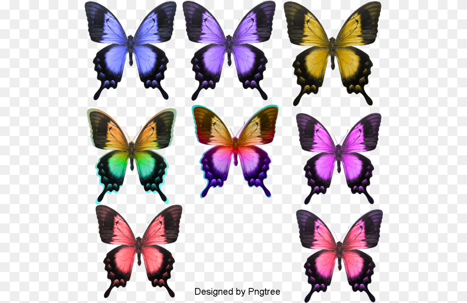 Collection Butterflies With White Background, Purple, Plant, Animal, Butterfly Free Png Download