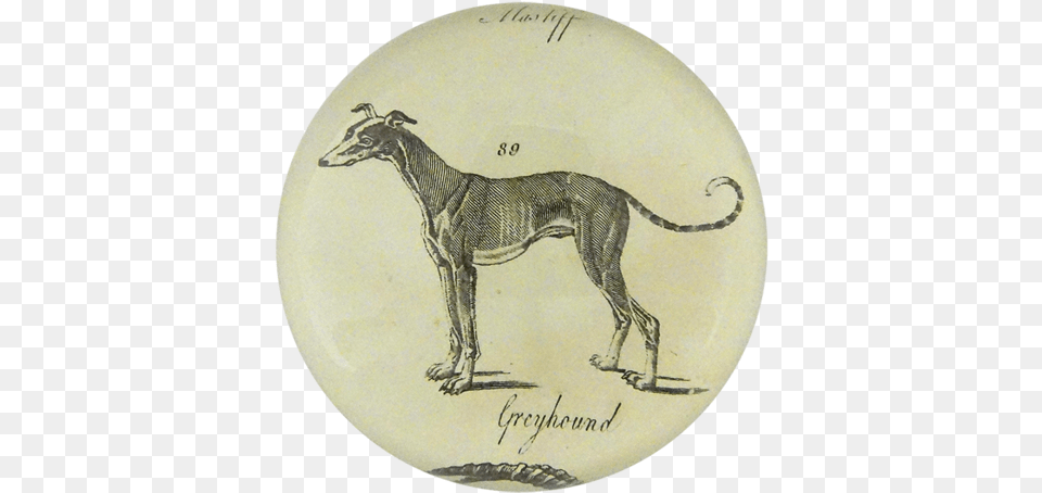 Collection Name Greyhound, Art, Painting, Animal, Bird Png Image