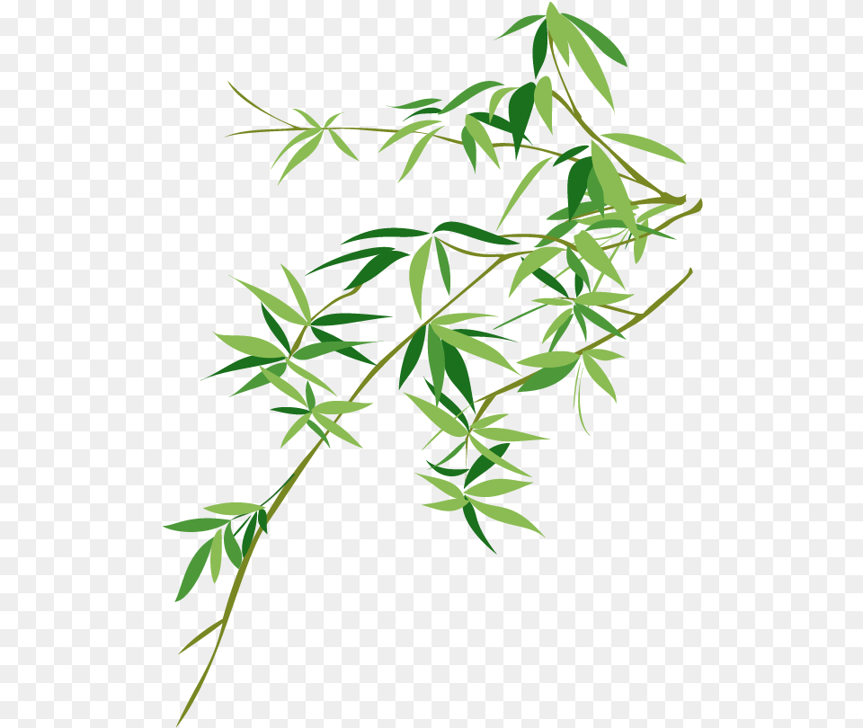 Collection Of Bamboo Vector Chinese Chinese Bamboo Vector, Leaf, Plant, Green, Tree Free Png Download