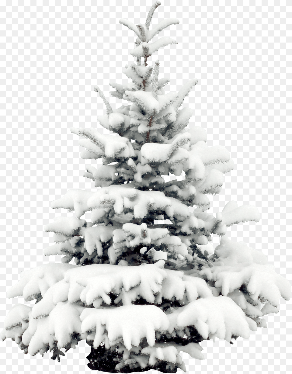 Collection Of Branch Drawing Tree Trunk Fir, Pine, Plant, Ice Free Png Download