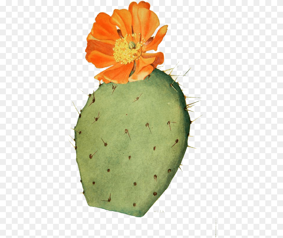 Collection Of Cactus Drawing Prickly Pear Cactus Flower Botanical Illustration, Plant, Smoke Pipe Free Transparent Png