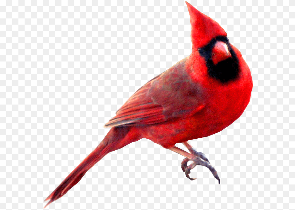 Collection Of Cardinal Bird Clipart, Animal, Beak Free Png