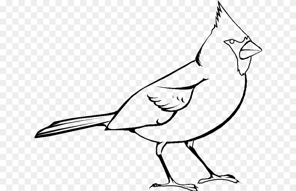 Collection Of Cardinal Clipart Black And White, Animal, Bird, Jay Free Transparent Png