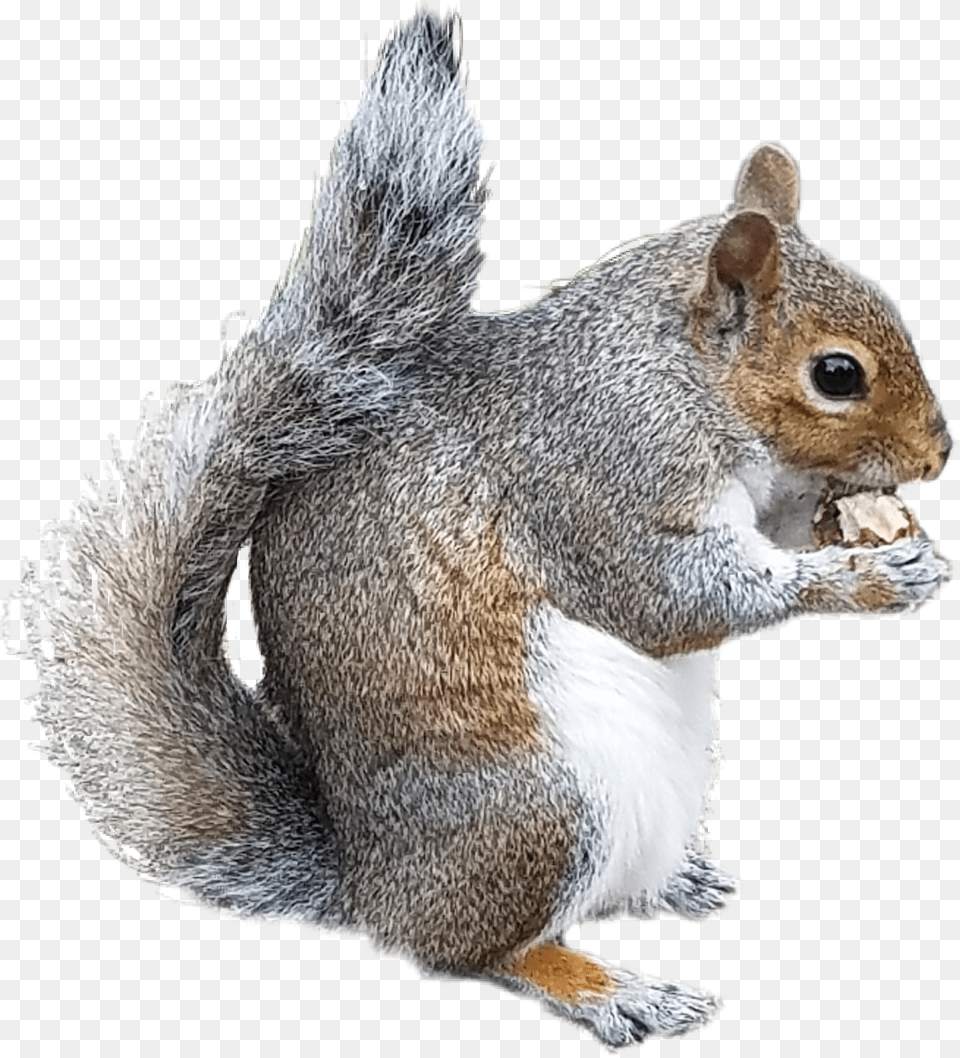 Collection Of Chipmunk Drawing Douglas Squirrel Tiny Squirrel Transparent Background, Animal, Mammal, Rat, Rodent Free Png
