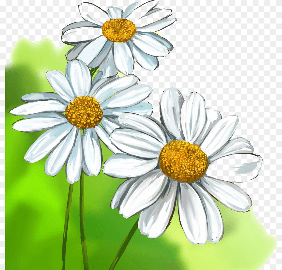 Collection Of Daisies Drawing Watercolour Realistic Daisy Flower Drawing, Anther, Plant, Petal, Anemone Free Png Download