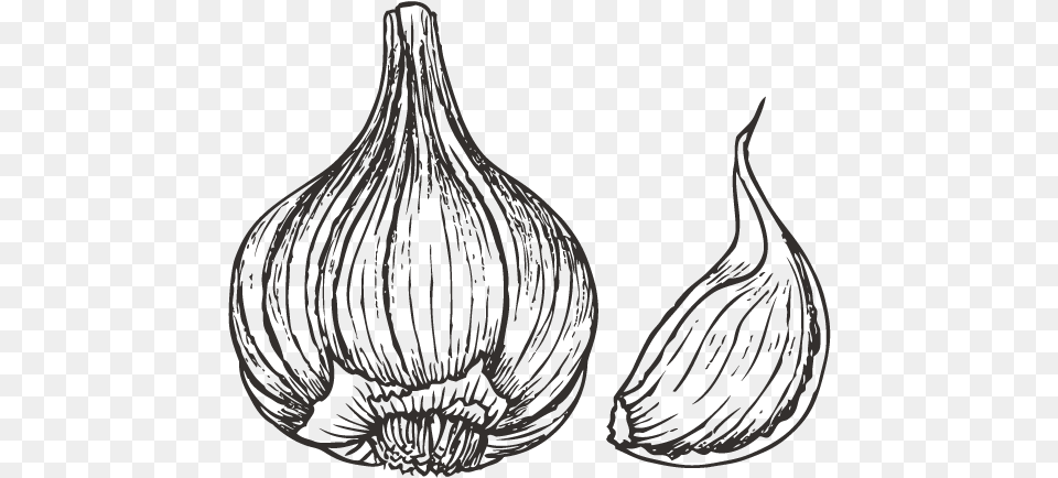 Collection Of Drawing Garlic Drawing, Food, Produce, Person, Plant Free Transparent Png