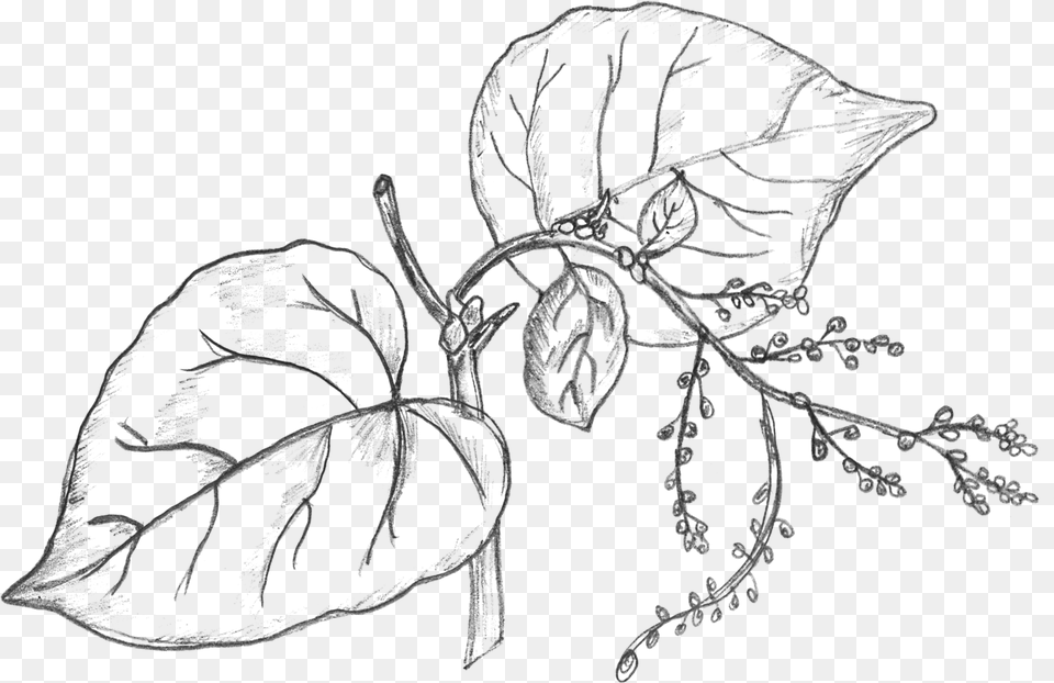 Collection Of Drawing Money Plant Leaves Drawing, Gray Free Png Download