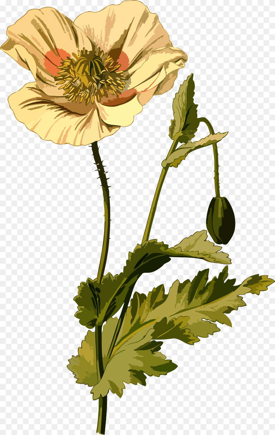 Collection Of Drawing On Ubisafe Opium Poppy, Anemone, Anther, Flower, Plant Free Transparent Png