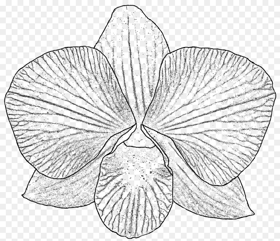 Collection Of Drawing Orchid White And Black, Flower, Plant, Anemone, Art Png Image