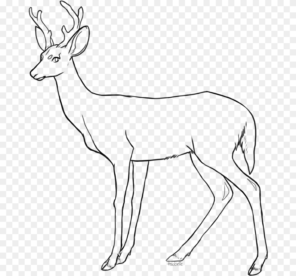 Collection Of Fawn Drawing Coloring, Gray Png Image