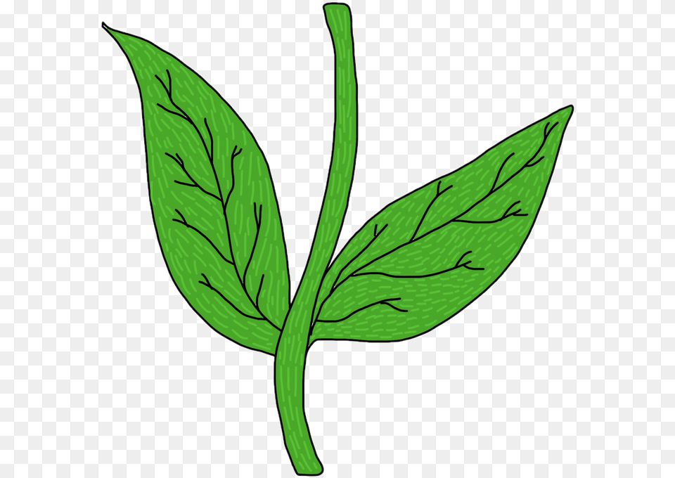 Collection Of Flower Stem Of A Flower Drawing, Herbal, Herbs, Leaf, Plant Free Transparent Png