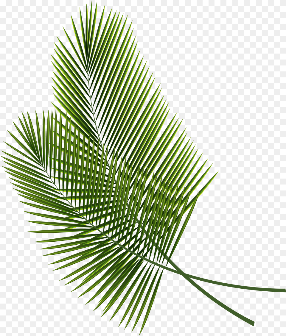 Collection Of Branches Drawing Palm Tree Palm Fronds Transparent Background, Fern, Green, Leaf, Plant Free Png Download