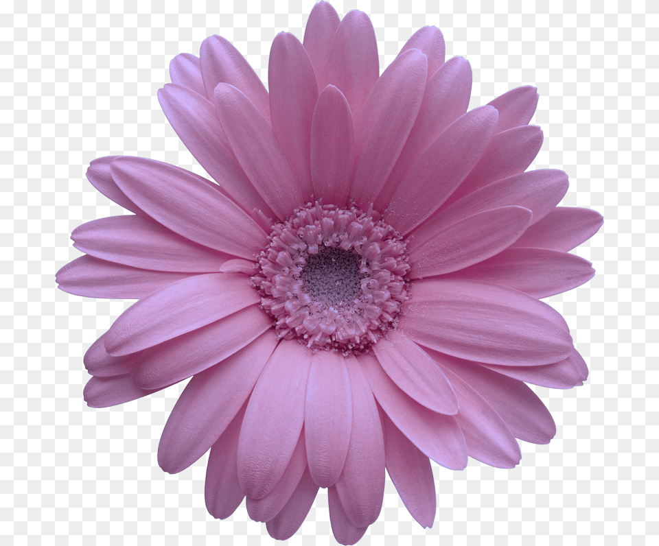 Collection Of Free Daisy Vector Barberton, Flower, Petal, Plant, Dahlia Png Image