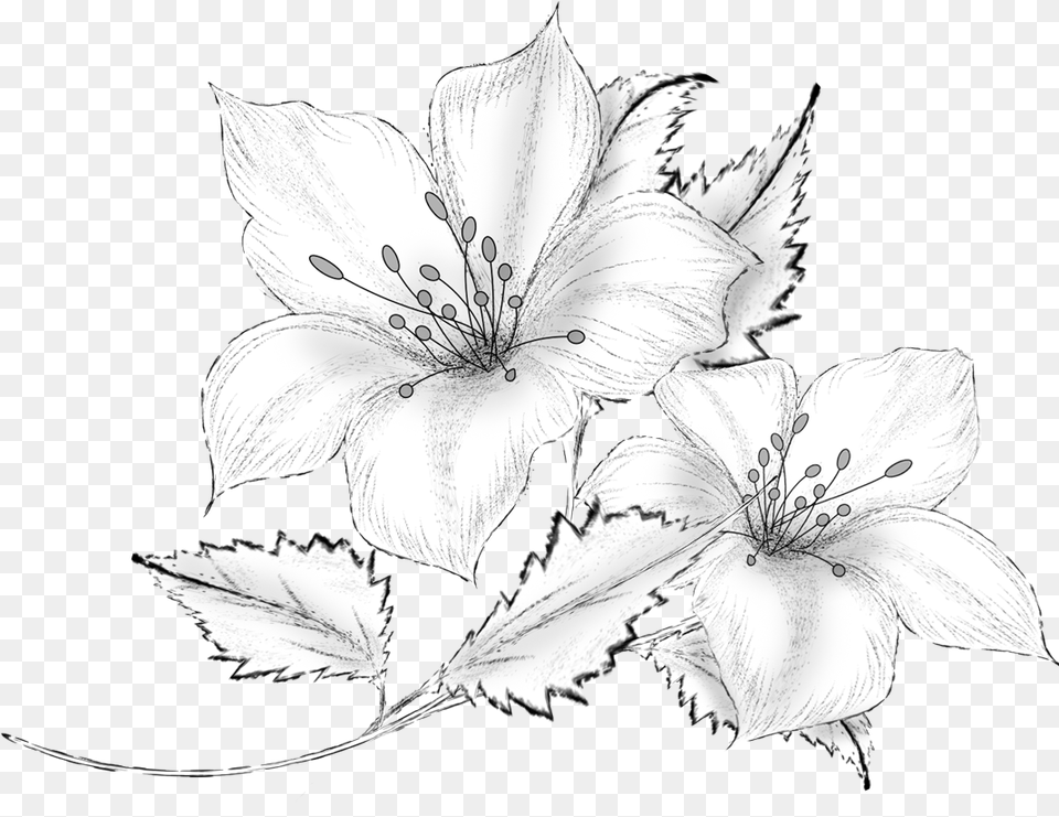 Collection Of Drawing Download On Ubisafe Pencil Flower Drawing, Plant, Petal, Anther, Art Free Transparent Png