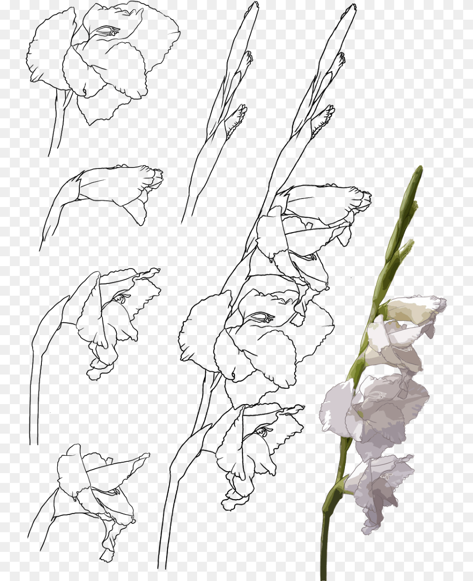 Collection Of Gladiolus Drawing Hand Download Gladiolus, Flower, Petal, Plant Free Transparent Png