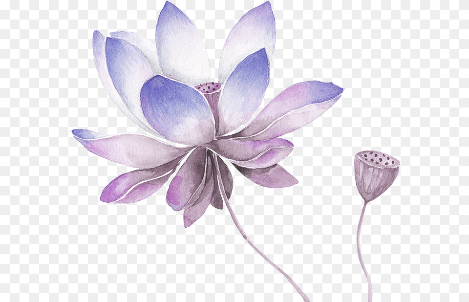 Collection Of Lilac Drawing Watercolor Lotus Flower, Petal, Plant, Anemone Free Png