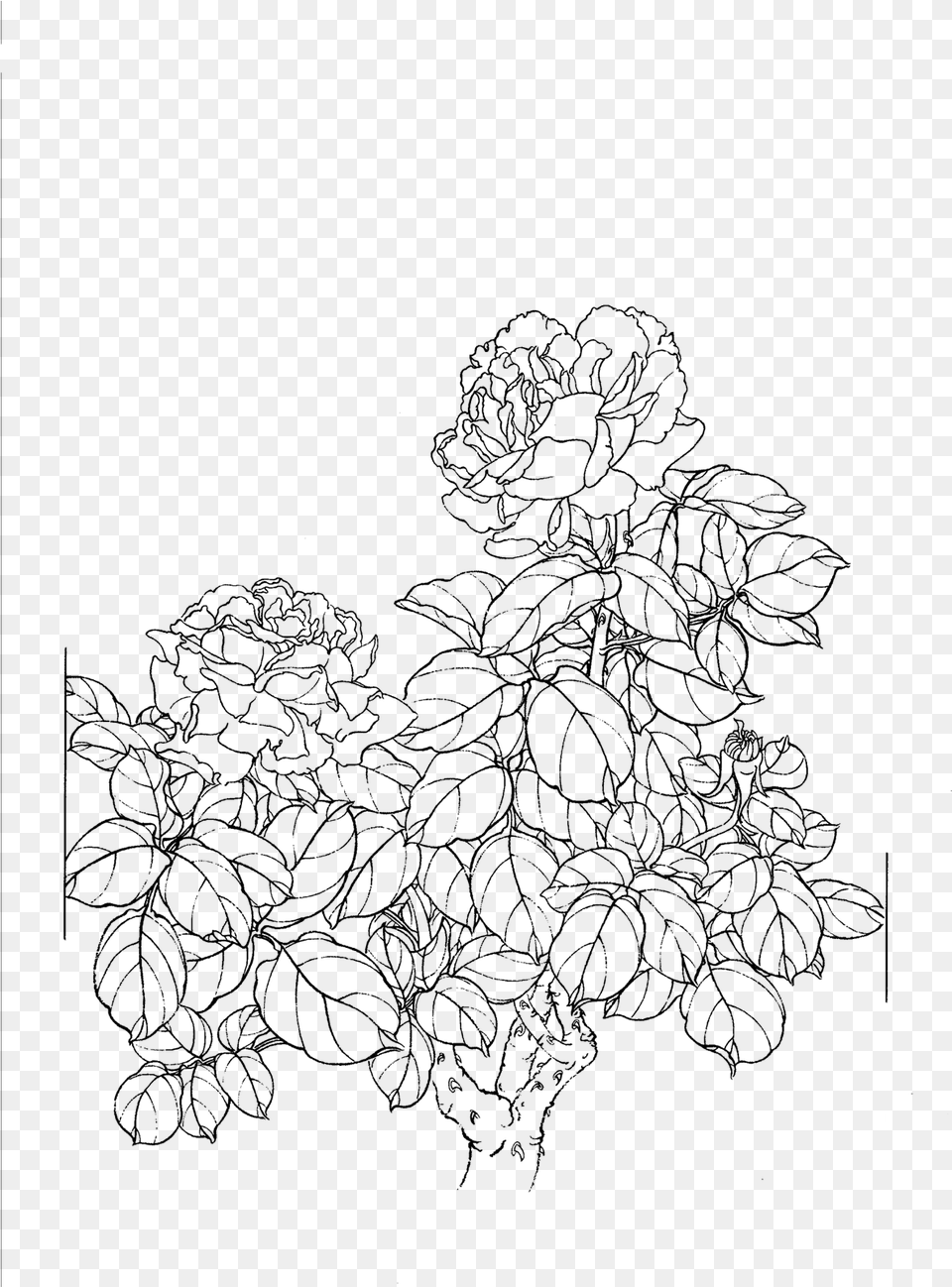 Collection Of Outline Drawing Peony Flower Line Art, Gray Free Transparent Png