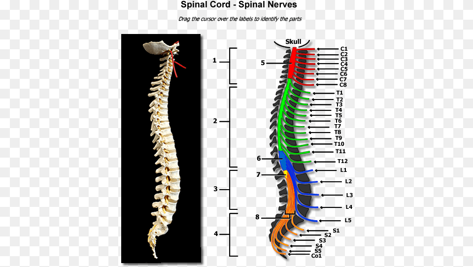Collection Of Spine Drawing Physiology Human Spine Anatomy Nerve, Animal, Insect, Invertebrate, Skeleton Free Png Download