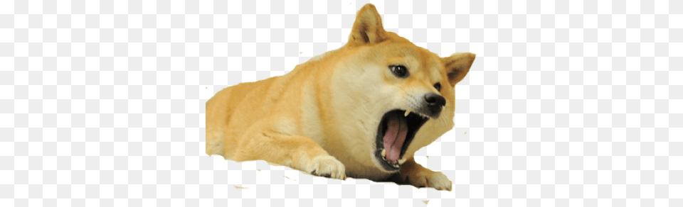 Collection Of Free Transparent Doge Transparent Background Angry Doge, Animal, Canine, Dog, Mammal Png Image