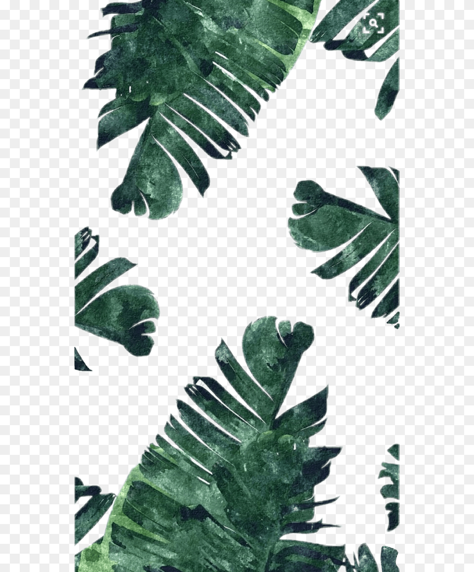 Collection Of Leaf Aesthetic Download Green And White Backgrounds Plants, Plant, Vegetation, Accessories Free Transparent Png