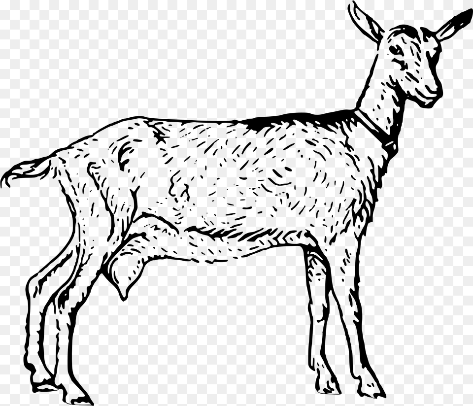 Collection Of Goat Drawing Stoner On Goat Black And White Clip Art Transparent, Gray Png Image