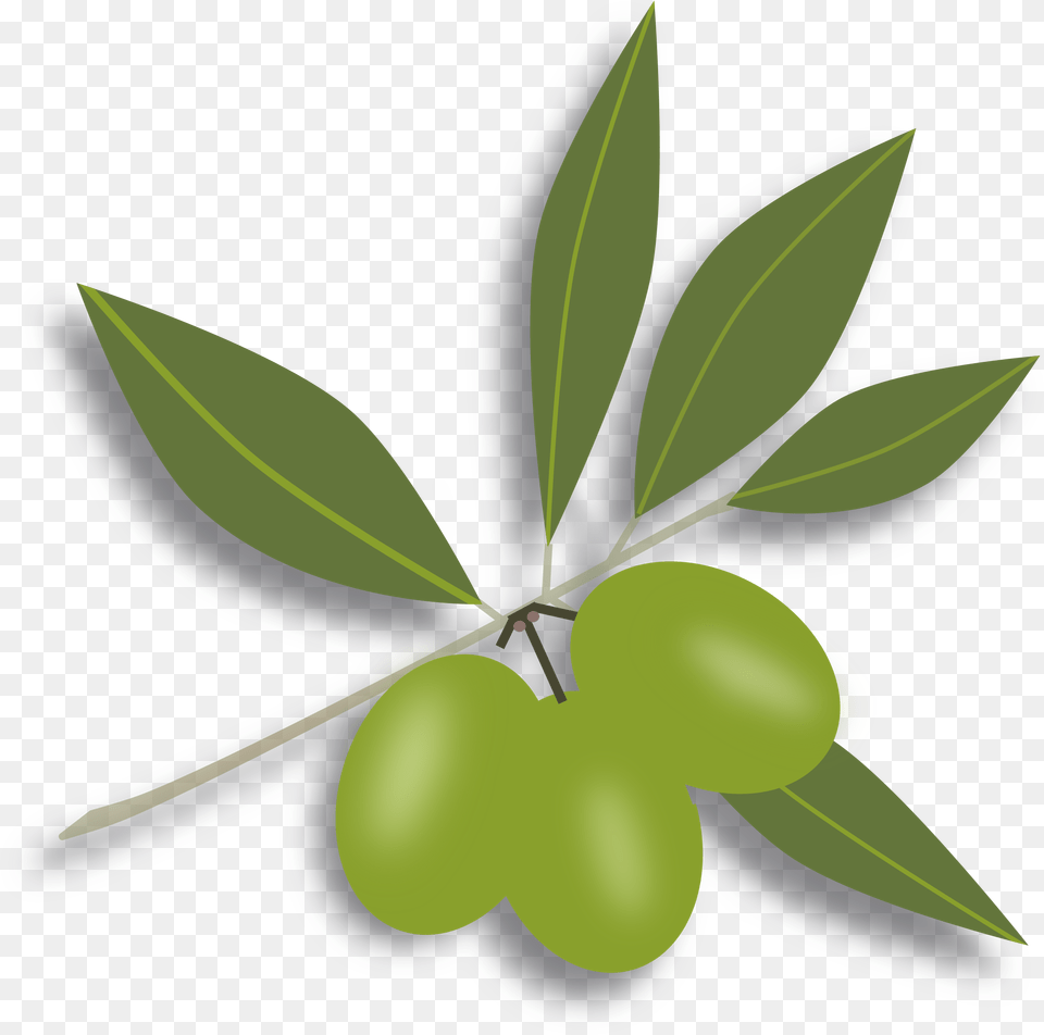 Collection Of Green Olive Clipart, Plant, Leaf, Food, Produce Free Png