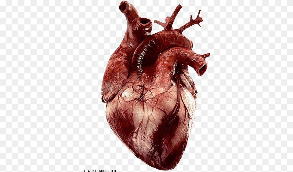 Collection Of Heart Hum Real Heart Gif, Animal, Insect, Invertebrate Free Transparent Png
