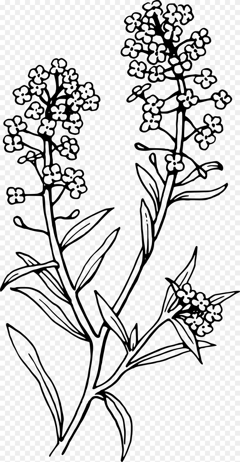 Collection Of High Lavender Clipart Black And White, Gray Png Image