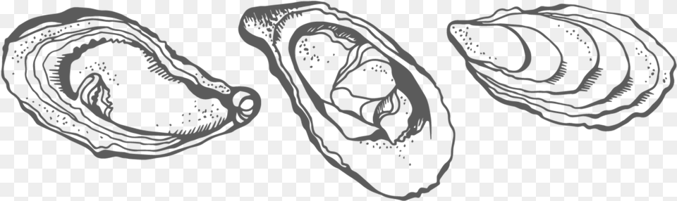 Collection Of High Quality Oyster Drawing, Animal, Ct Scan, Sea Life, Food Free Png Download