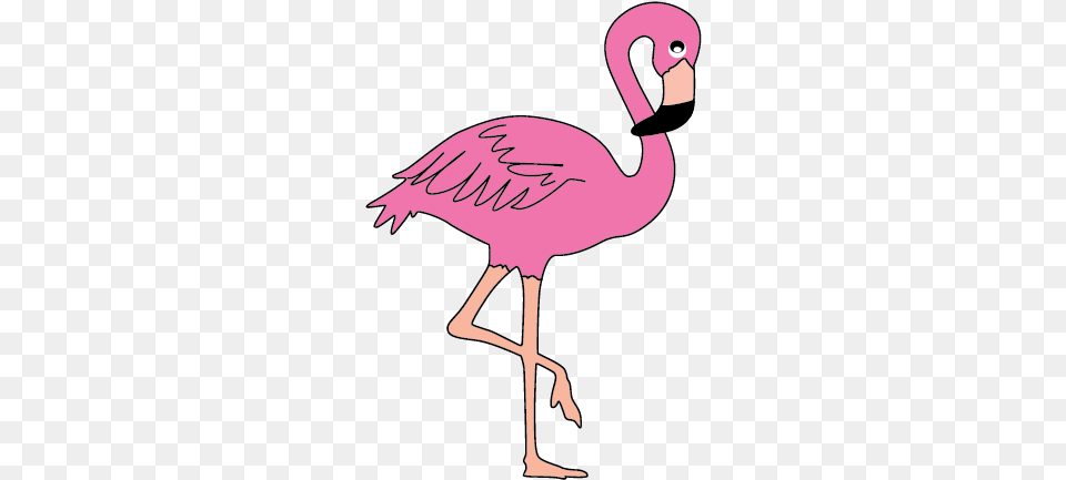 Collection Of High Quality Transparent Background Flamingo Clipart, Animal, Bird, Person Png Image