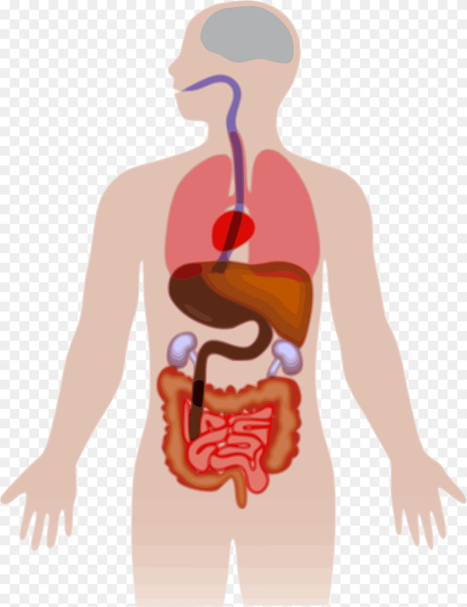 Collection Of Human Body Clipart Human Body Organs Clipart, Body Part, Stomach, Adult, Male Free Png