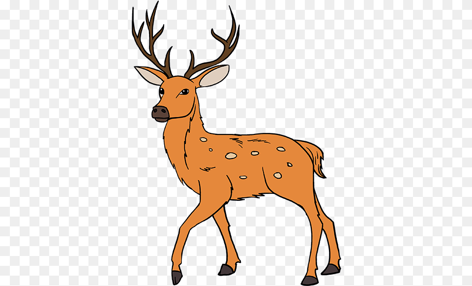 Collection Of Images Venado De Cola Blanca Dibujo, Animal, Deer, Elk, Mammal Png Image
