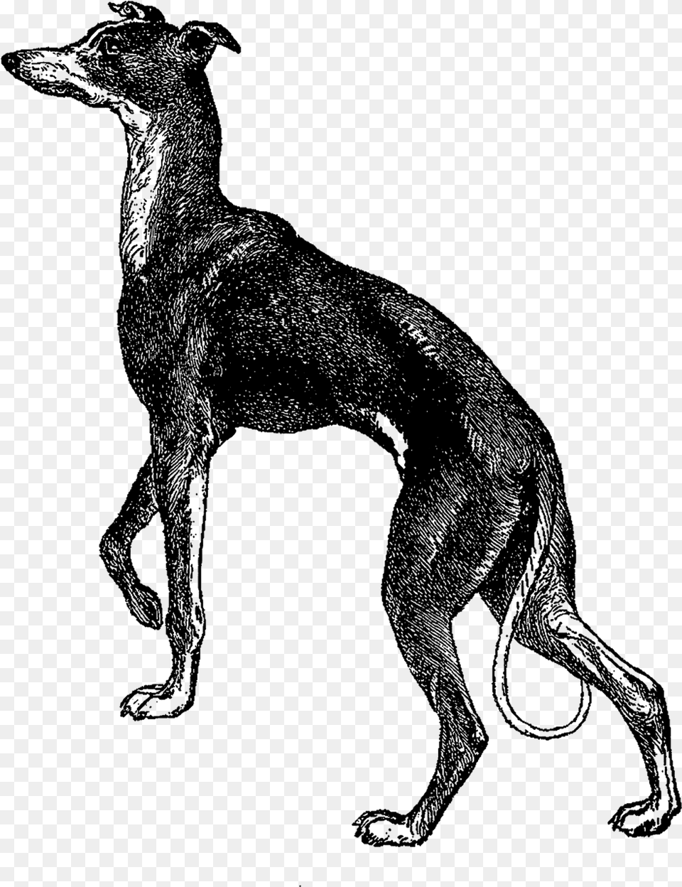 Collection Of Italian Greyhound Clipart Italian Greyhound, Silhouette, Animal, Canine, Dog Png Image
