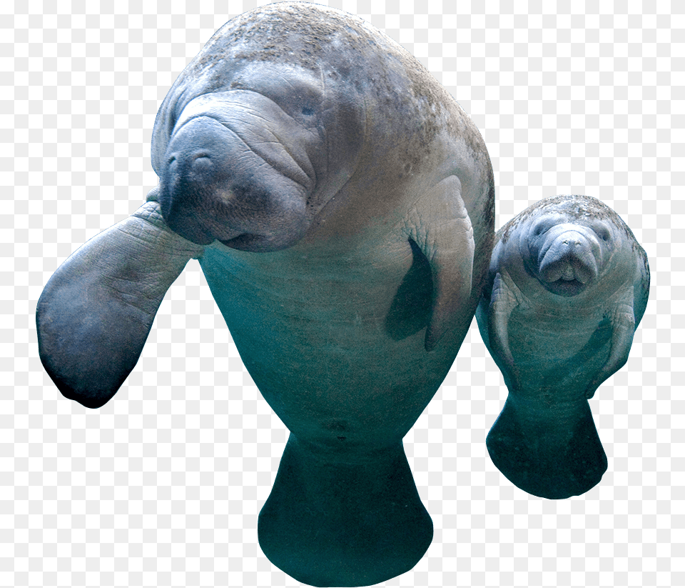 Collection Of Manatee Manatee, Animal, Mammal, Baby, Person Free Transparent Png