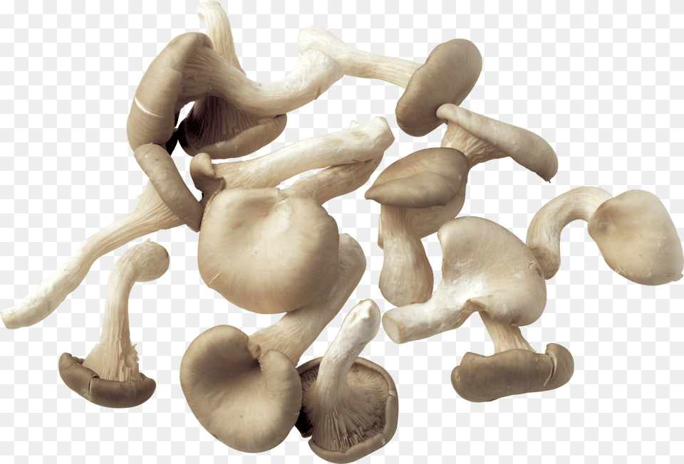 Collection Of Mushrooms, Fungus, Plant, Mushroom, Agaric Free Transparent Png