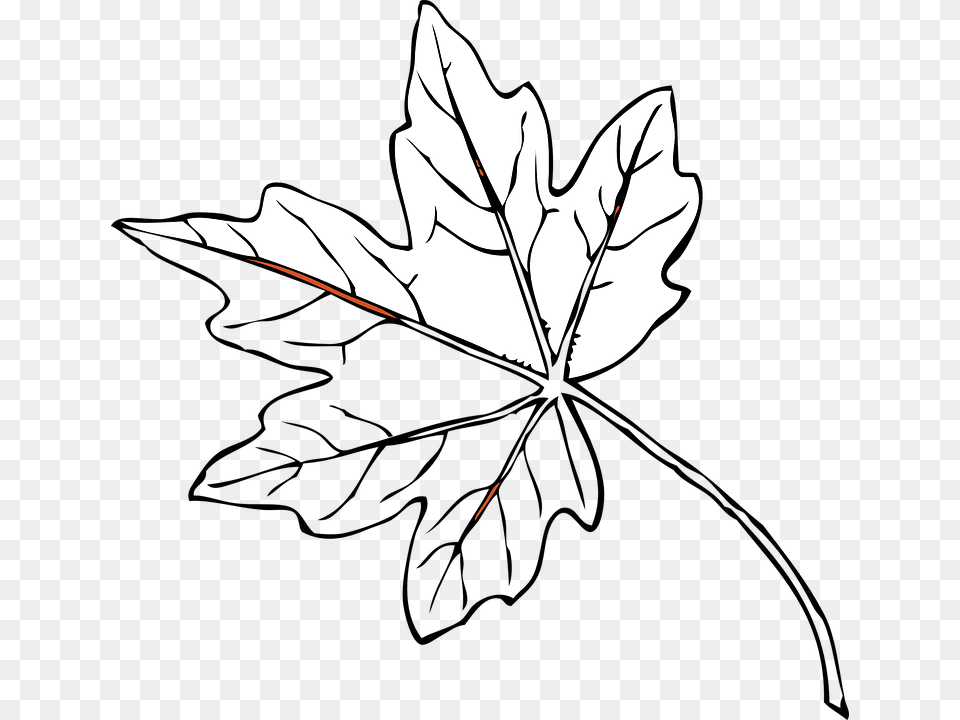 Collection Of Outline Of A Tree Drawing Maple Leaves Black And White, Leaf, Plant, Maple Leaf, Person Free Png Download