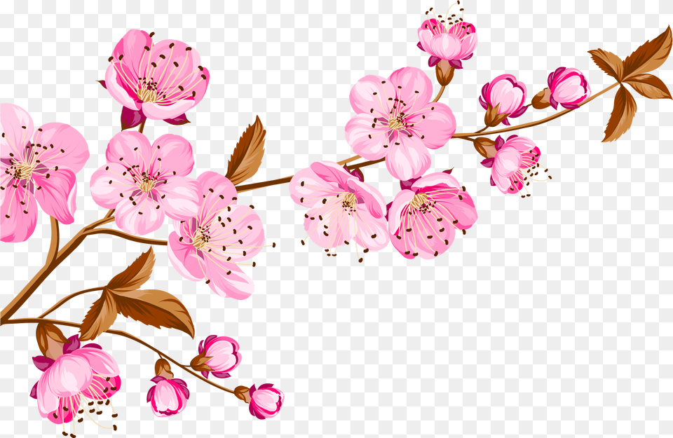 Collection Of Peach Blossom Images Thank You For The Birthday Wishes, Flower, Plant, Cherry Blossom Png Image