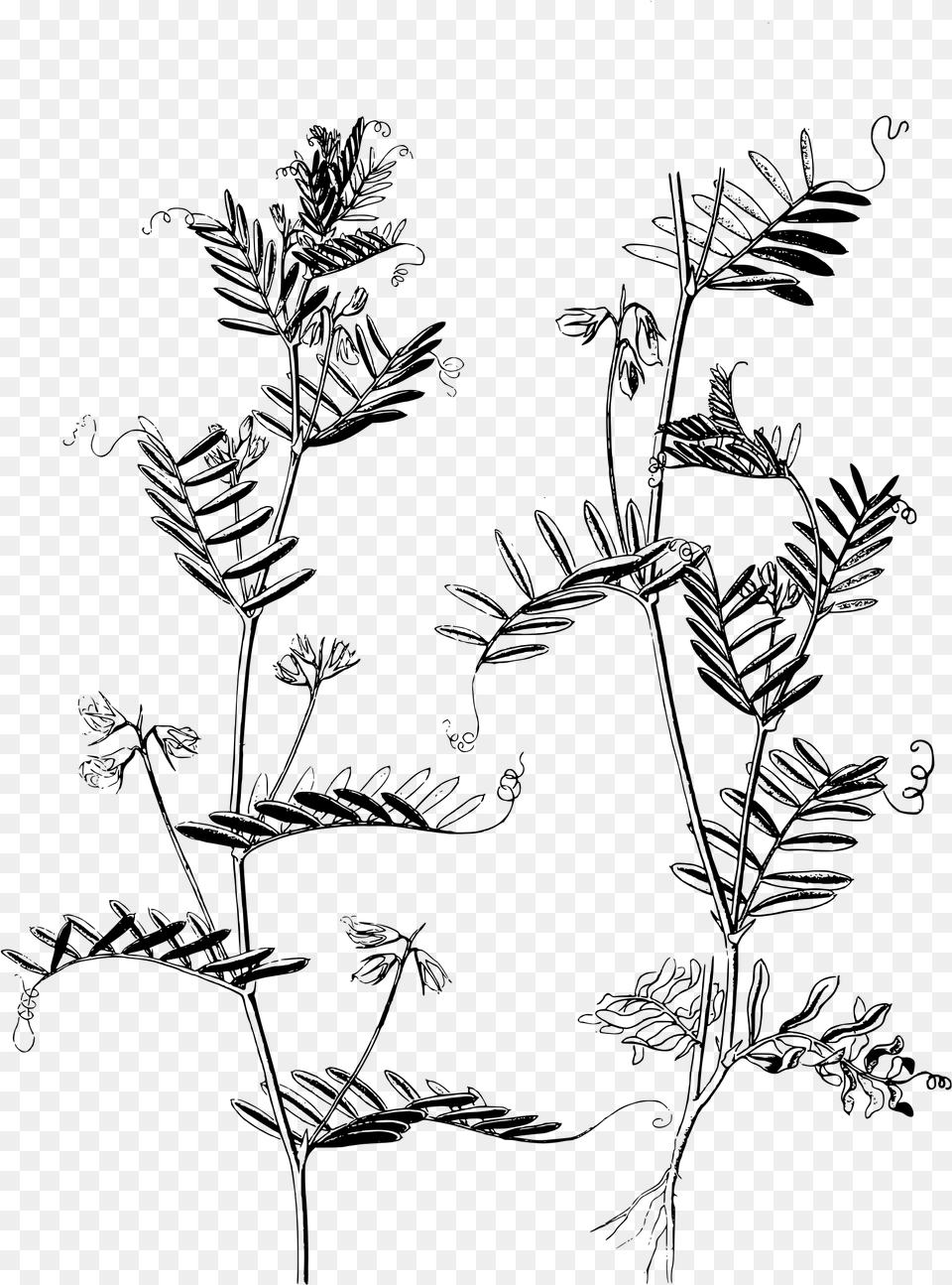 Collection Of Plant Drawing Red Lentils Plant Line Art, Gray Png