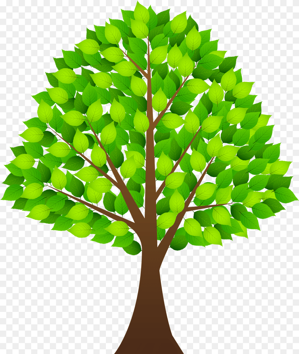 Collection Of Plant Leaf Clipart High Quality Tree Clipart Transparent Background Png Image