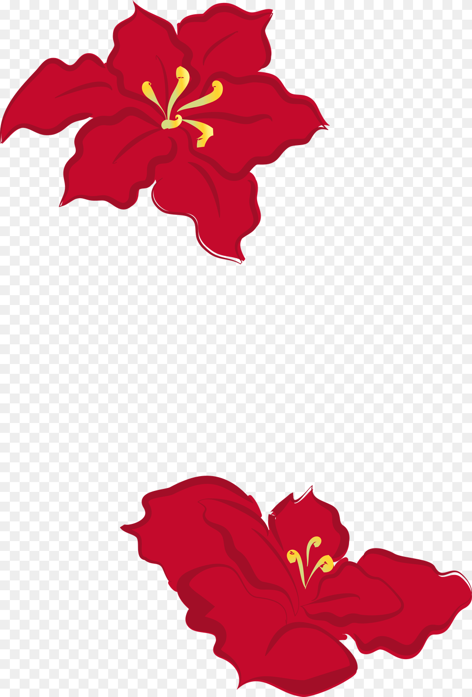 Collection Of Poinsettia Drawing Cute Download, Flower, Petal, Plant, Hibiscus Free Png