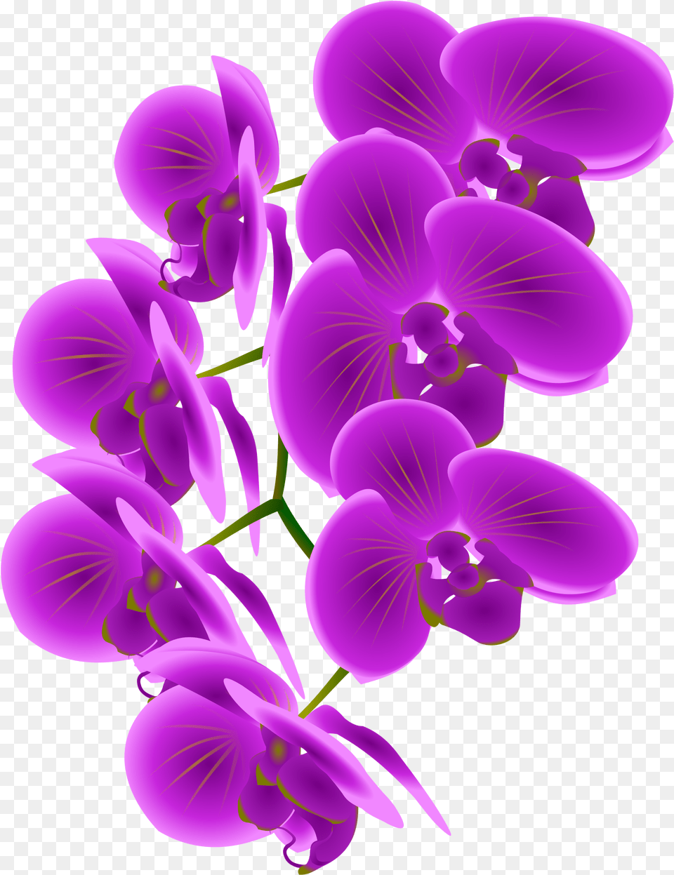 Collection Of Purple Orchid Clip Art, Flower, Plant, Chandelier, Lamp Png