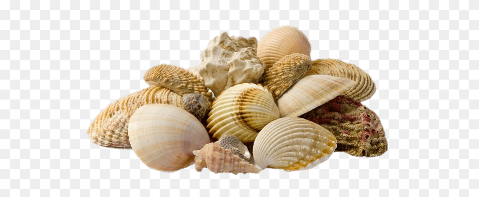 Collection Of Seashells, Animal, Clam, Food, Invertebrate Png