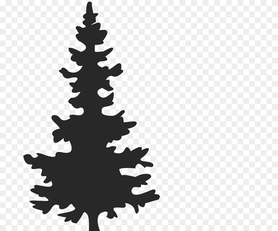 Collection Of Spruce Tree Silhouette Download Them And Try To Solve, Plant, Stencil, Fir, Person Png