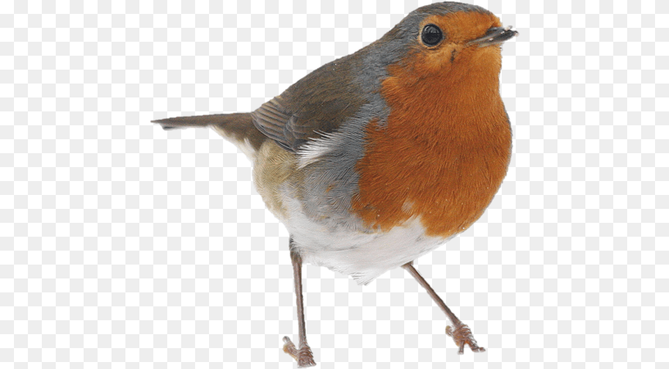 Collection Of Birds Robin Robin Bird, Animal Free Transparent Png