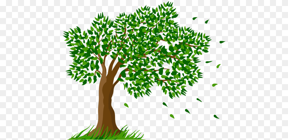 Collection Of Transparent Tree And Grass Drawing, Oak, Vegetation, Green, Sycamore Free Png