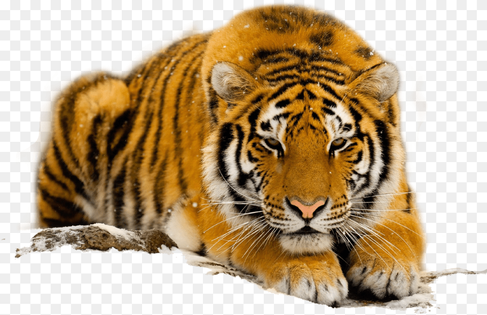 Collection Of Transparent Wildlife Photos, Animal, Mammal, Tiger Png Image