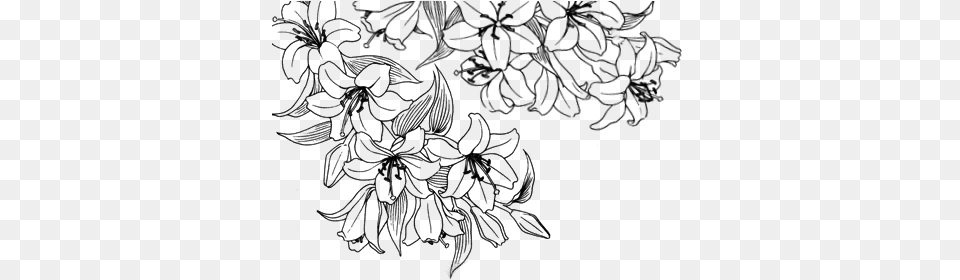 Collection Of Tumblr Flower Drawing Transparent White Flower Drawing Transparent, Gray Free Png