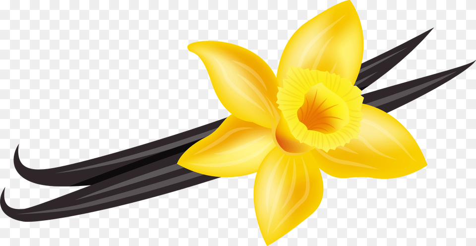Collection Of Vanilla Flower Clipart Vanilla, Daffodil, Plant, Appliance, Ceiling Fan Png