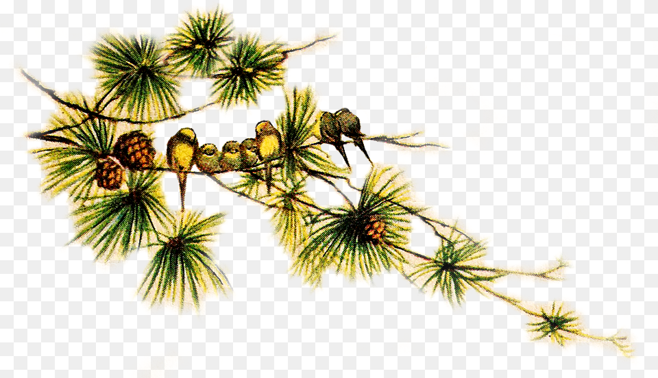 Collection Of Vintage Christmas Bird Clip Vintage Pine Birds, Leaf, Tree, Plant, Conifer Free Png Download