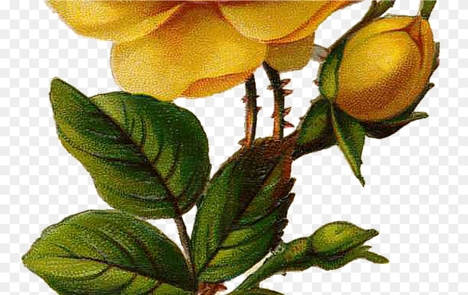 Collection Of Yellow Flower Drawing High Quality Roses Yellow, Leaf, Plant, Petal, Rose Png